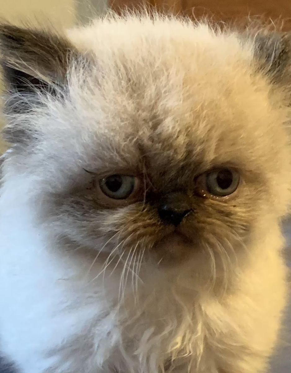 Persian Kittens