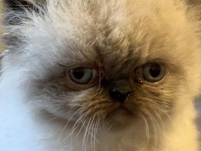 Persian Kittens