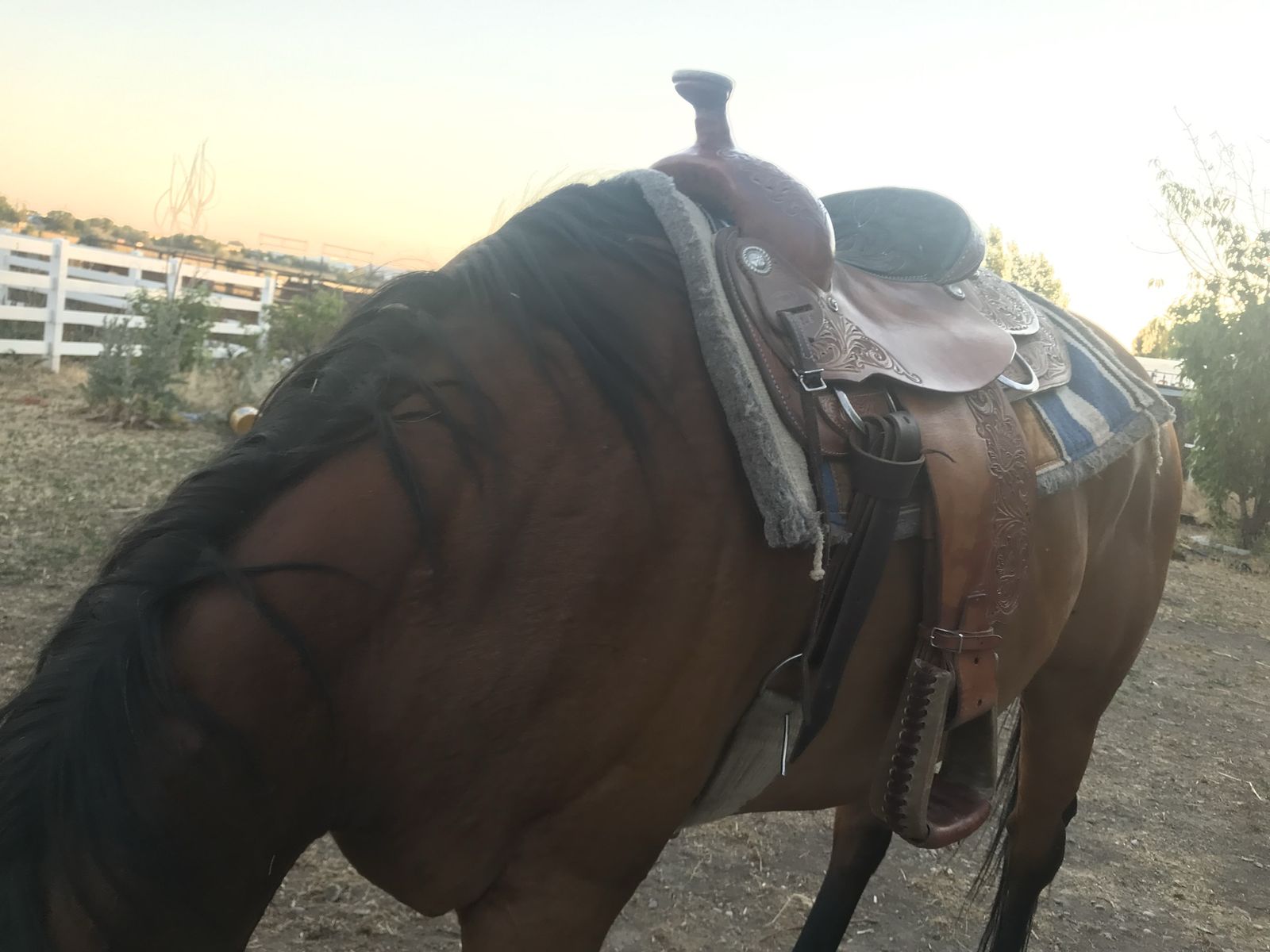 14-15” Saddle