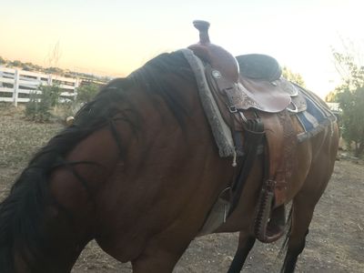 14-15” Saddle