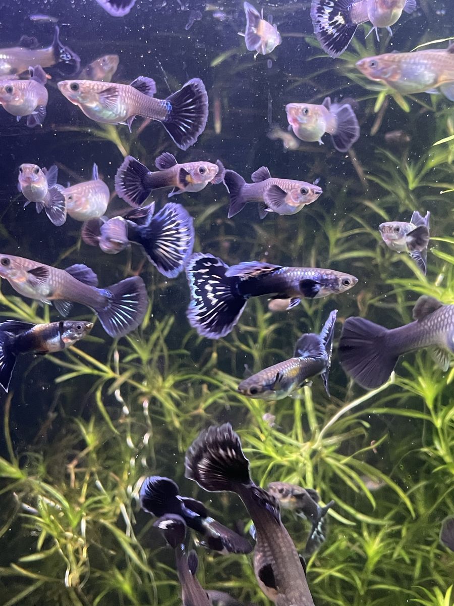 SALE Purple Mosaic Guppies