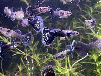 SALE Purple Mosaic Guppies