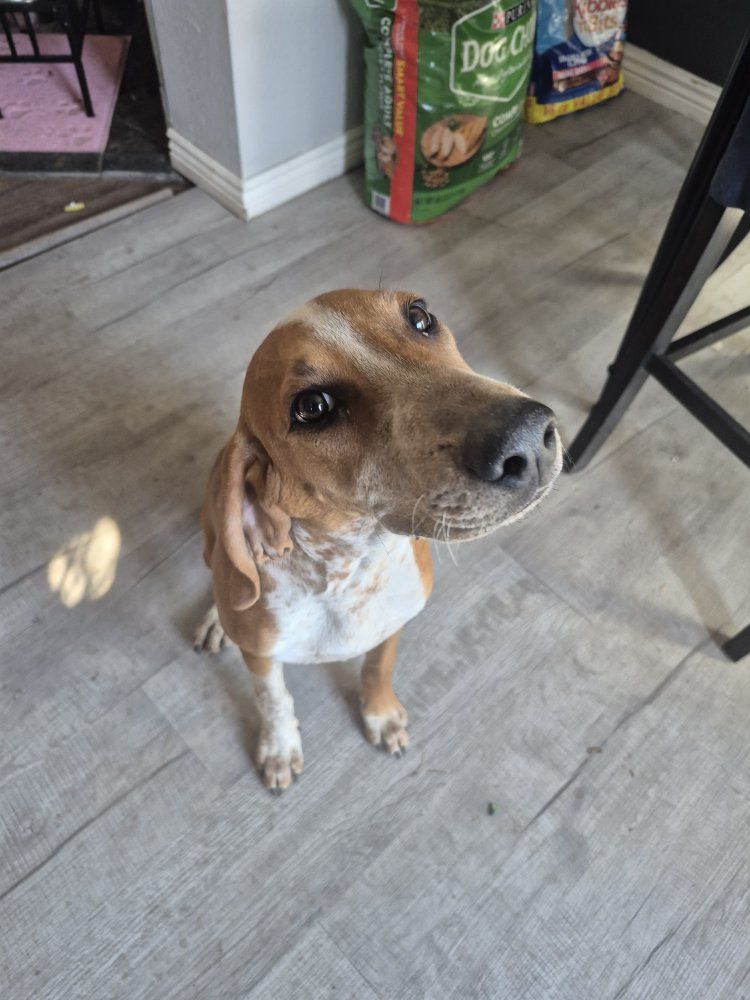 Beautiful 9-month-old female English Coonhound looking for a new home. Very friendly, energetic, and smart. Great hunting breed