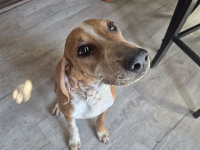 Beautiful 9-month-old female English Coonhound looking for a new home. Very friendly, energetic, and smart. Great hunting breed