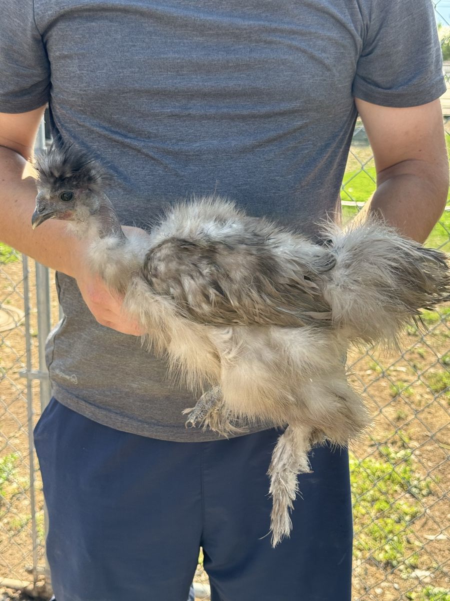 Light Mauve Showgirl Silkie