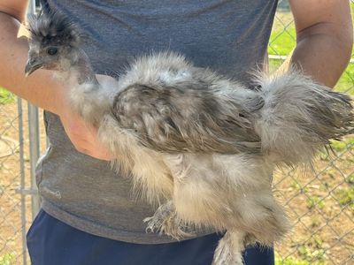 Light Mauve Showgirl Silkie