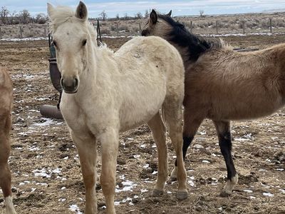 2025 Quarter Horse Palomino Yearling Colt