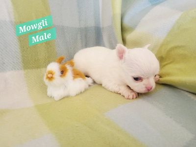 Akc Chihuahua Puppies