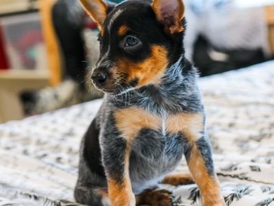 Heeler pups