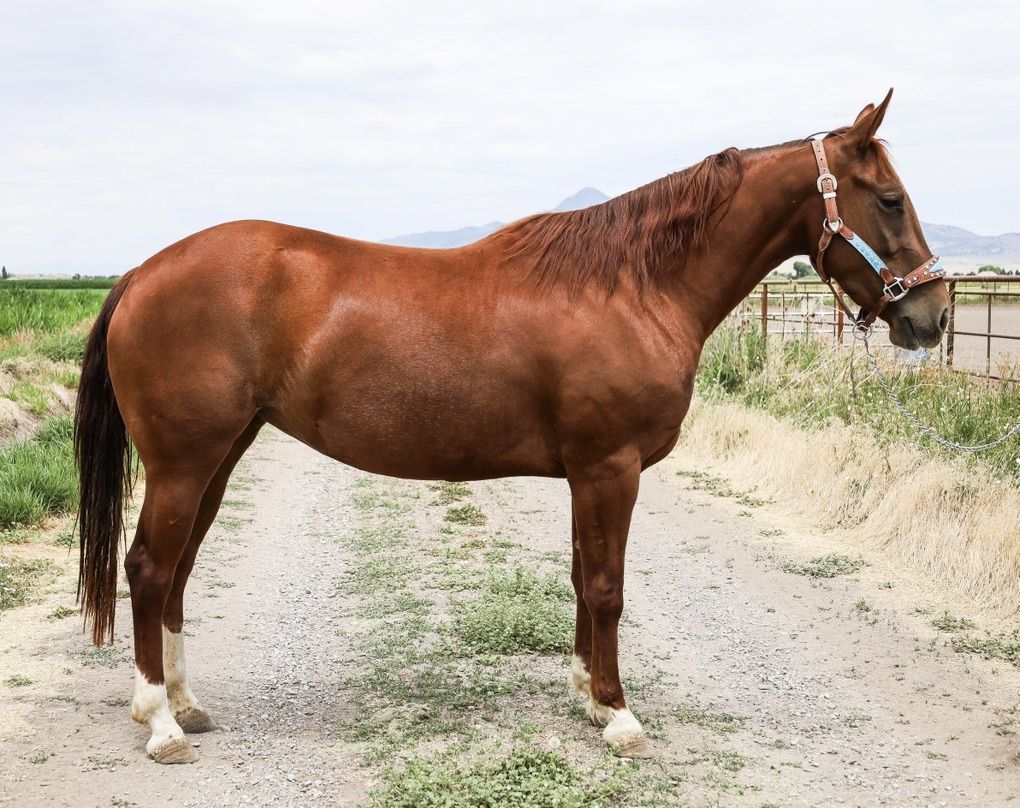 Cutting Bred AQHA Mare