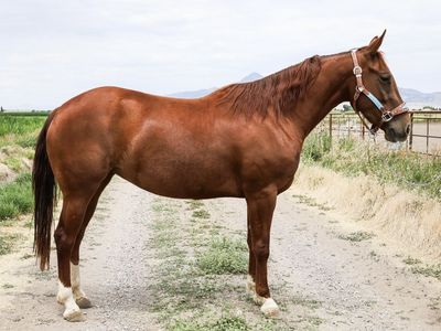 Cutting Bred AQHA Mare