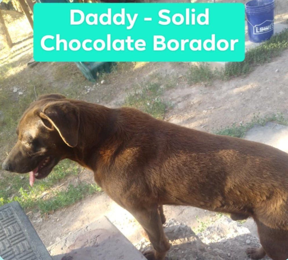 Borador Puppies $150