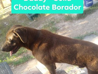 Borador Puppies $150