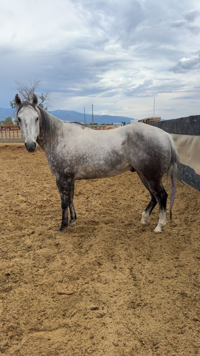 Doc: 9-Year-Old Grey Gelding, 16 Hands, Roping & Trail Experienced, Potential Kids Horse