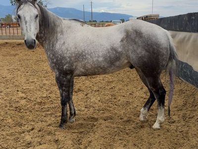 Doc: 9-Year-Old Grey Gelding, 16 Hands, Roping & Trail Experienced, Potential Kids Horse