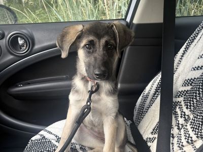 Looking for a loving home for Puka!