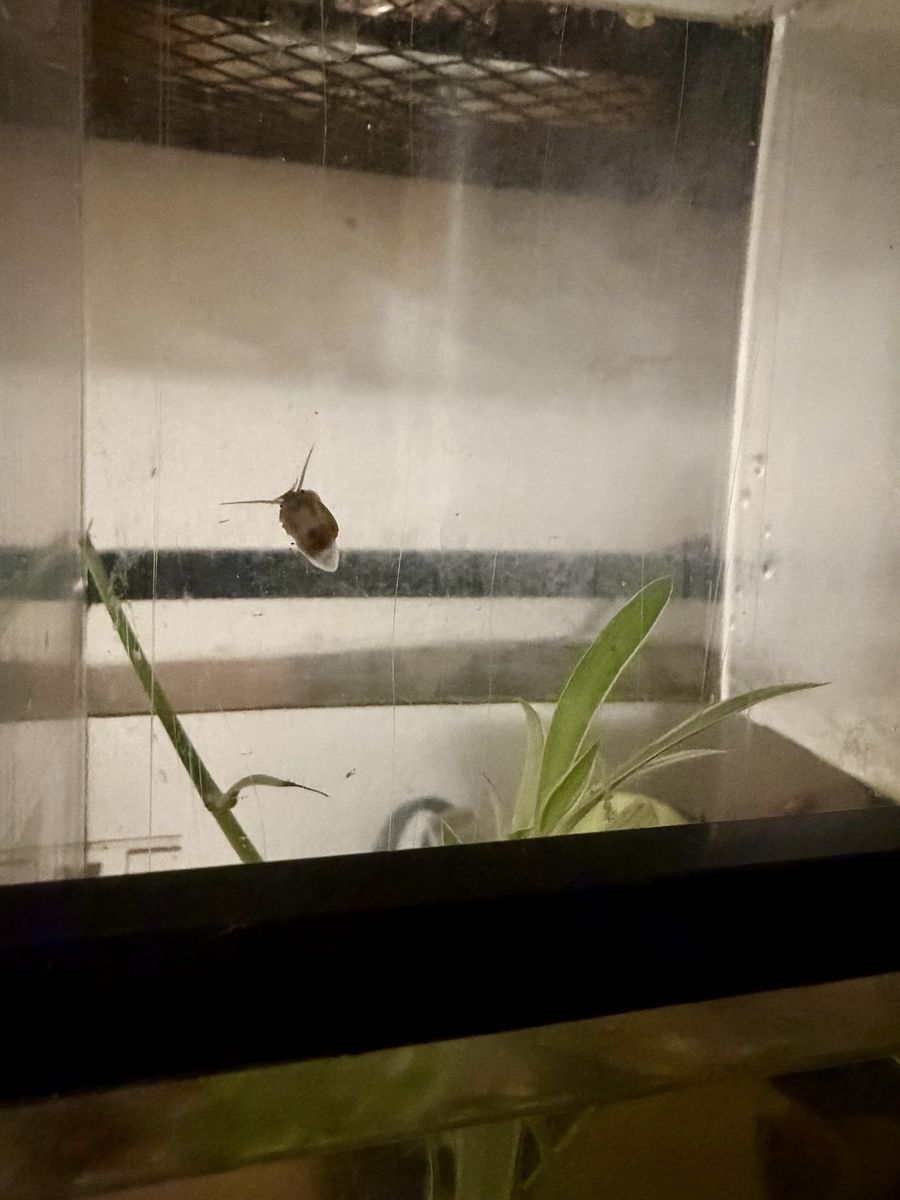 Baby Mystery Snails - Freshwater Aquarium Snails