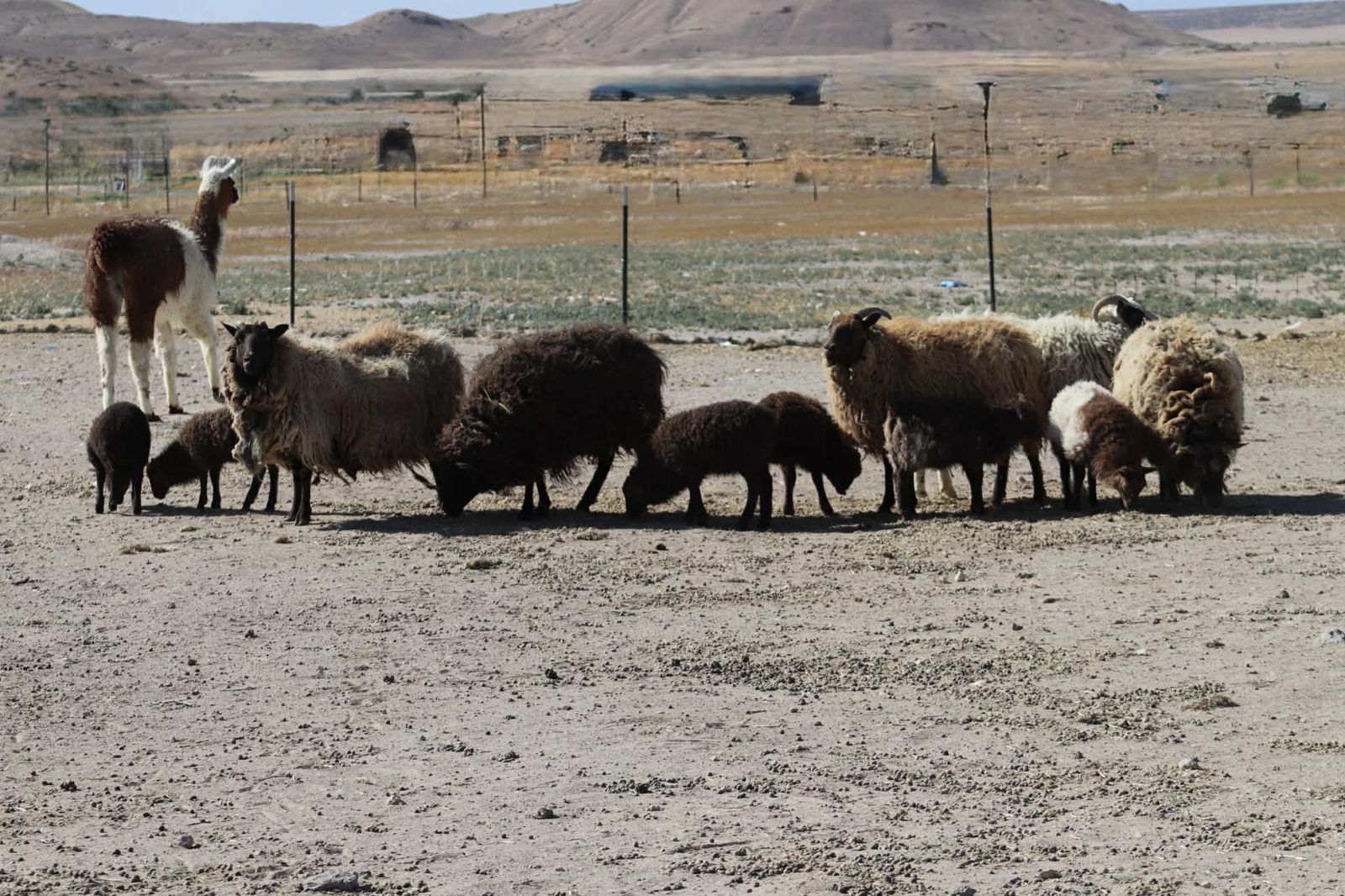 Icelandic sheep ewes/rams/lambs/Llama