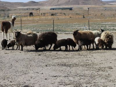 Icelandic sheep ewes/rams/lambs/Llama