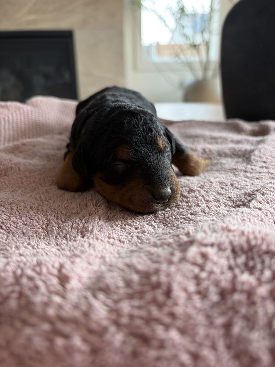 Mini Bernadoodles