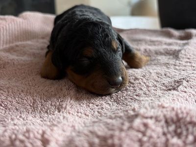 Mini Bernadoodles
