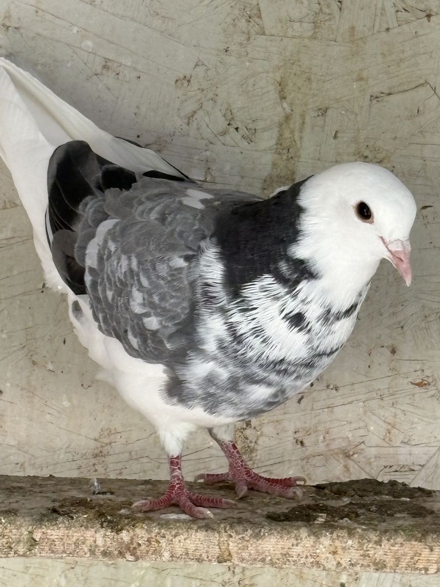 Pigeons