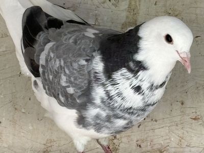 Pigeons
