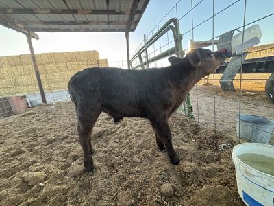 Bull Calf