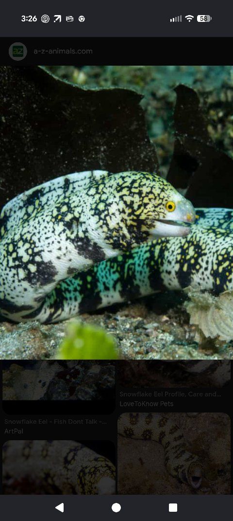 Snowflake Eel - Live Aquatic Animal for Enthusiasts