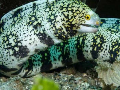 Snowflake Eel - Live Aquatic Animal for Enthusiasts