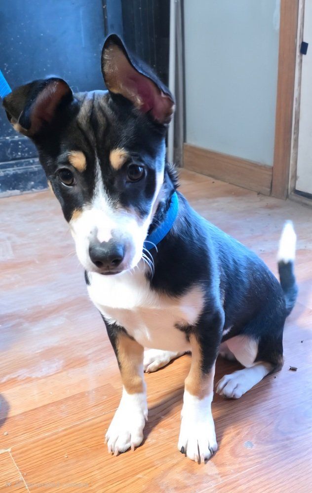 Meet Saint,  Your One-of-a-Kind Little Sidekick