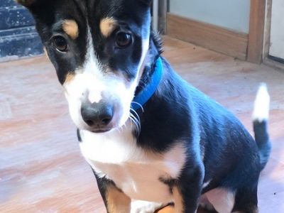 Meet Saint, Your One-of-a-Kind Little Sidekick