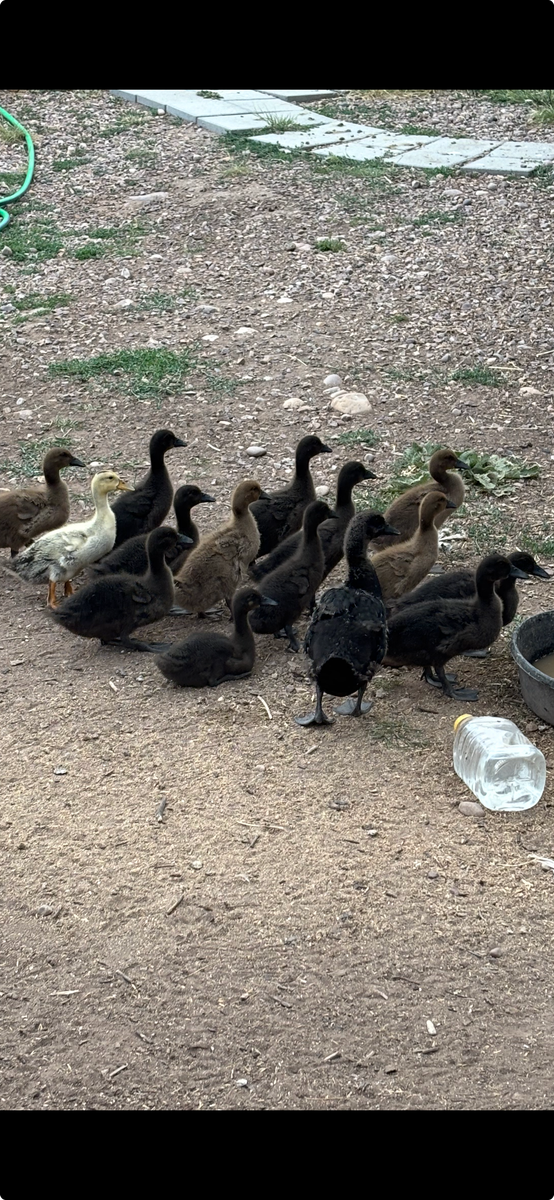 Ducks