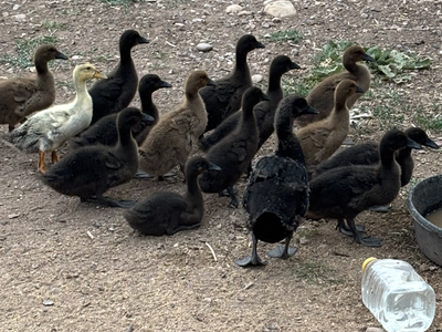 Ducks
