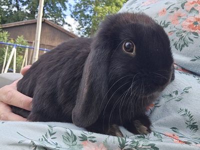 Holland Lop male