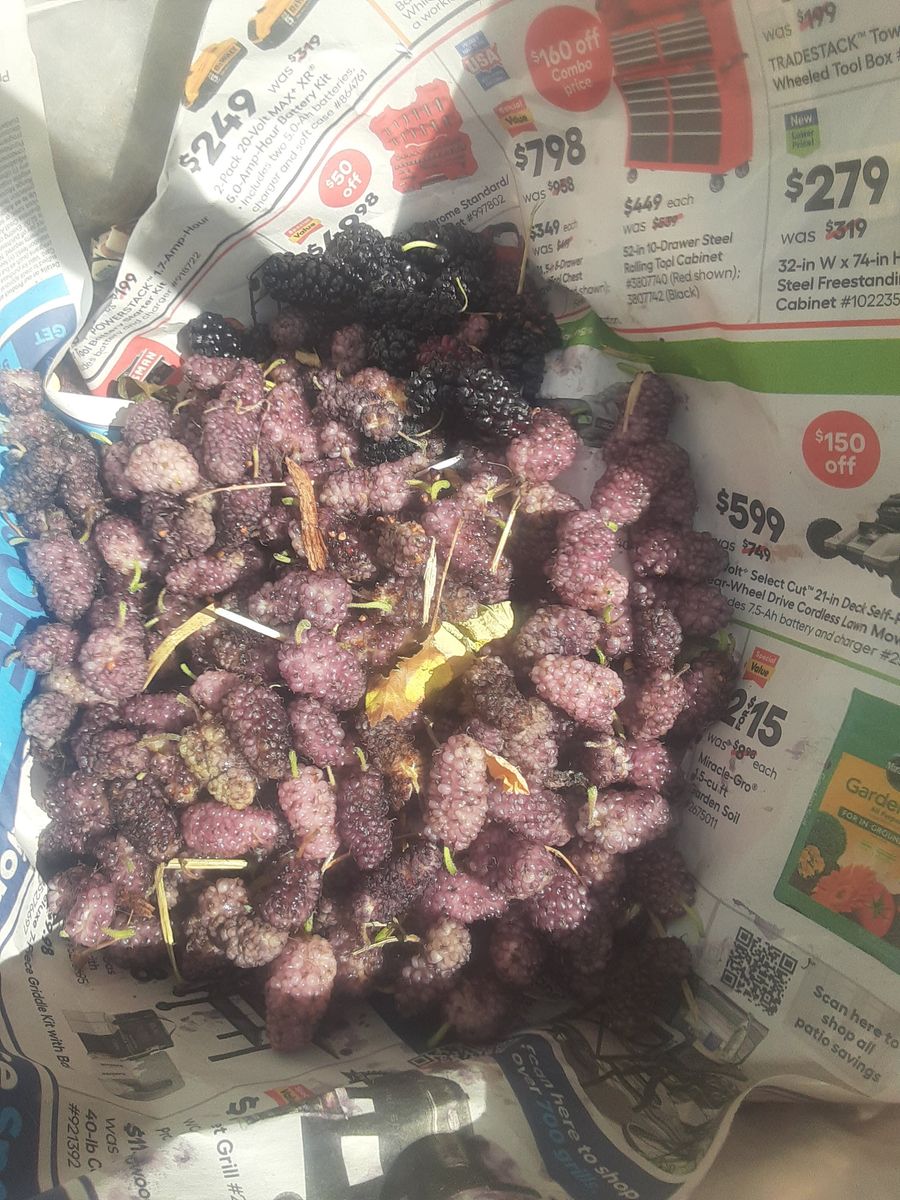 White mulberry, Grape, Nanking Cherry, Hackberry, Walnut, Russian Dward Almond, Kentucky Coffee Bean, rare plum apricot