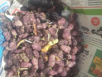 White mulberry, Grape, Nanking Cherry, Hackberry, Walnut, Russian Dward Almond, Kentucky Coffee Bean, rare plum apricot