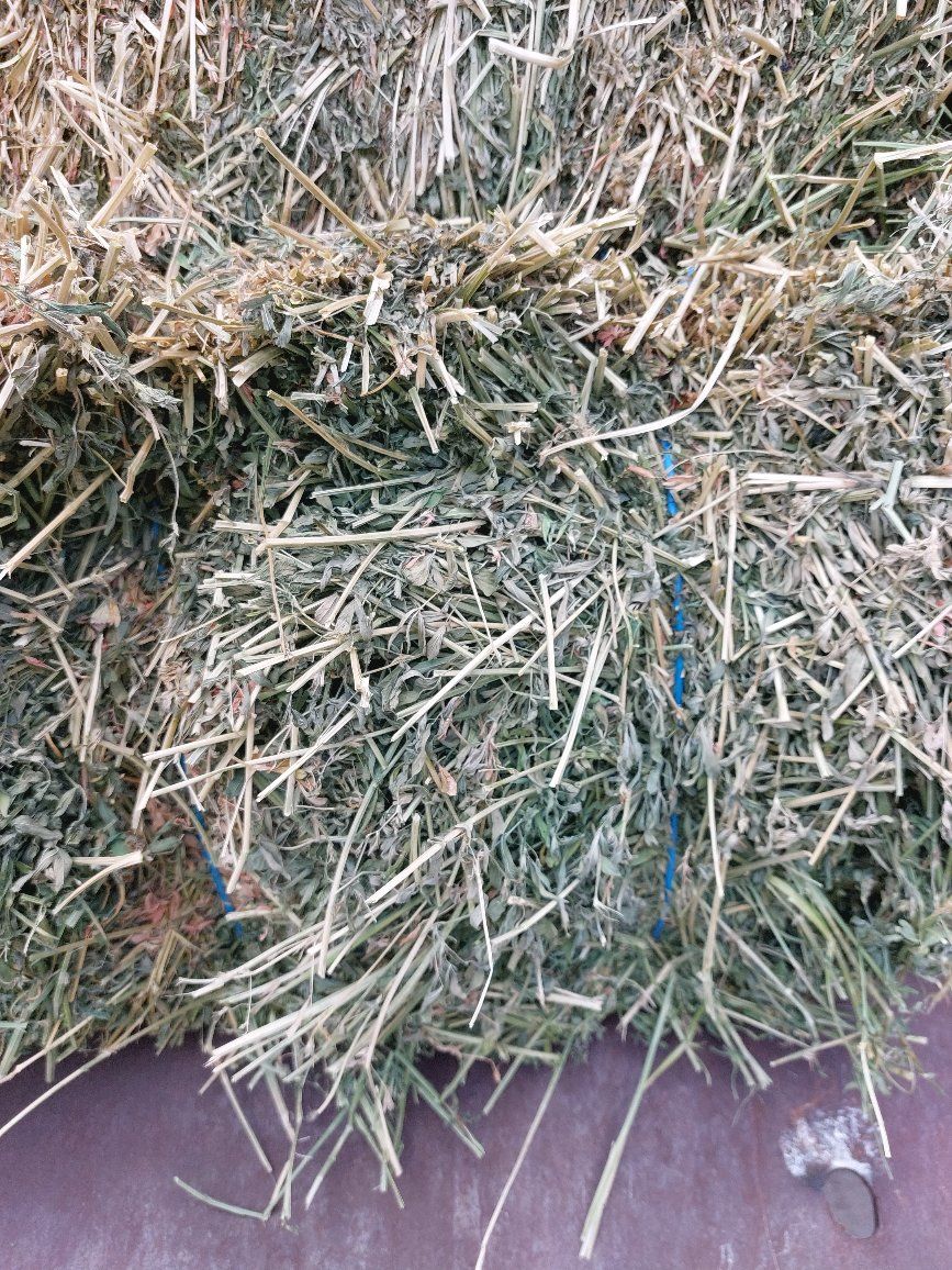 premium alfalfa