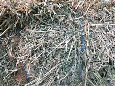 premium alfalfa