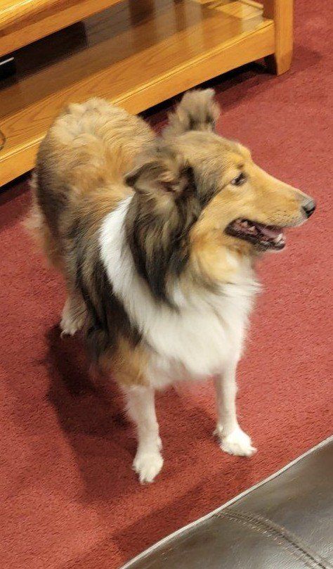 Sheltie  / ShetlandSheepdog- Ready for Adoption - Loving Family Home Needed