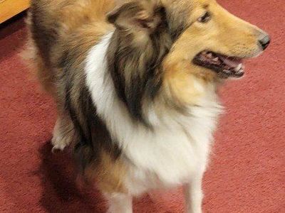 Sheltie / ShetlandSheepdog- Ready for Adoption - Loving Family Home Needed
