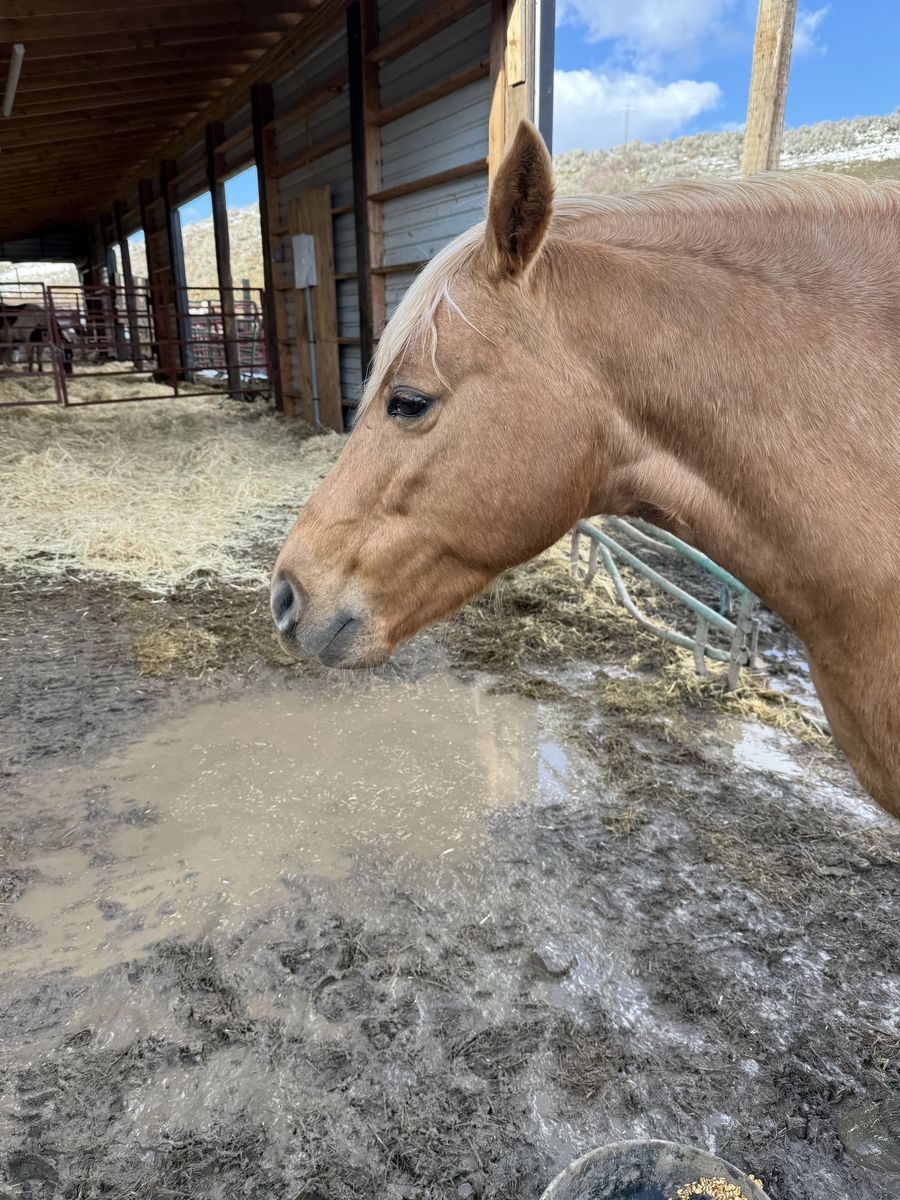 Seven Year-Old   Palomino  Fox Trotter, Gated Mare