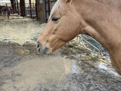 Seven Year-Old Palomino Fox Trotter, Gated Mare