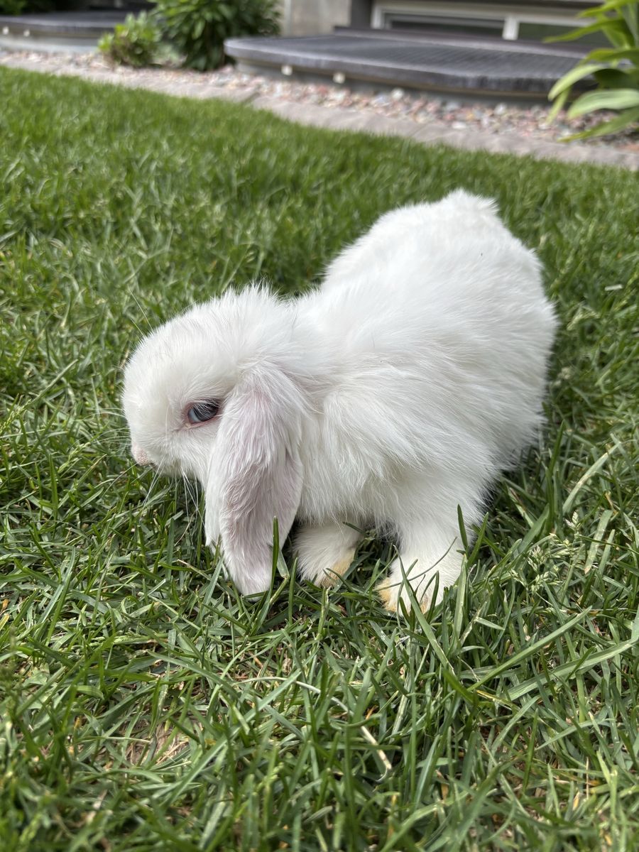2 Gorgeous Pure Bred Holland Lops. $40 each.