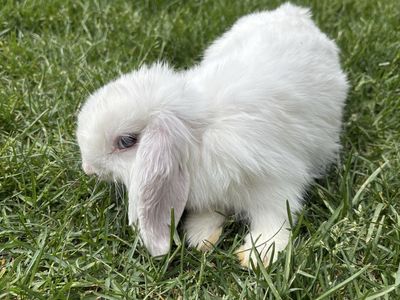 2 Gorgeous Pure Bred Holland Lops. $40 each.
