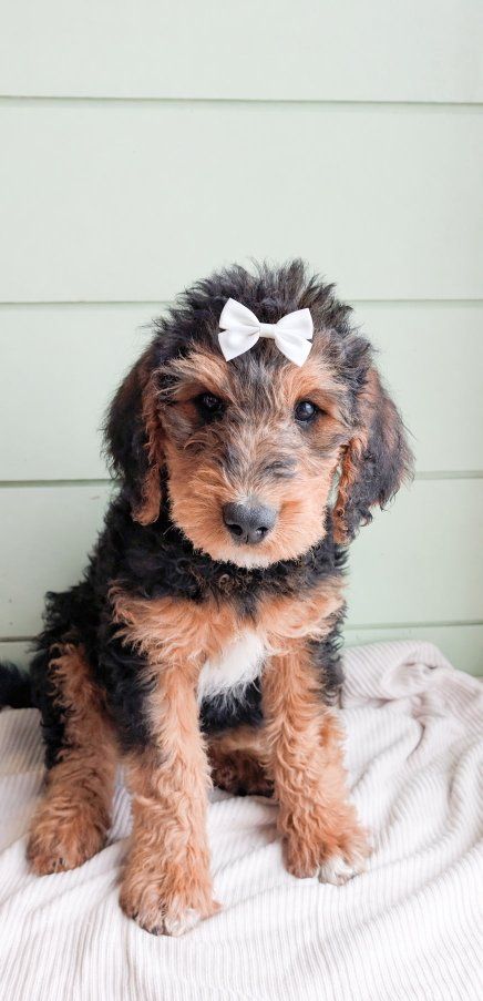 Airedoodle (Airedale x mini golden doodle)