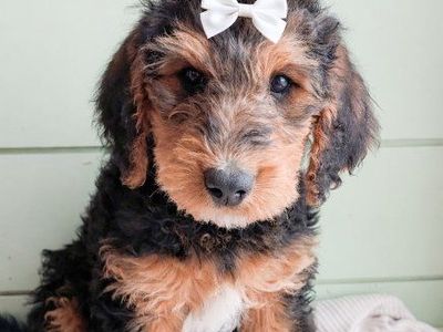 Airedoodle (Airedale x mini golden doodle)