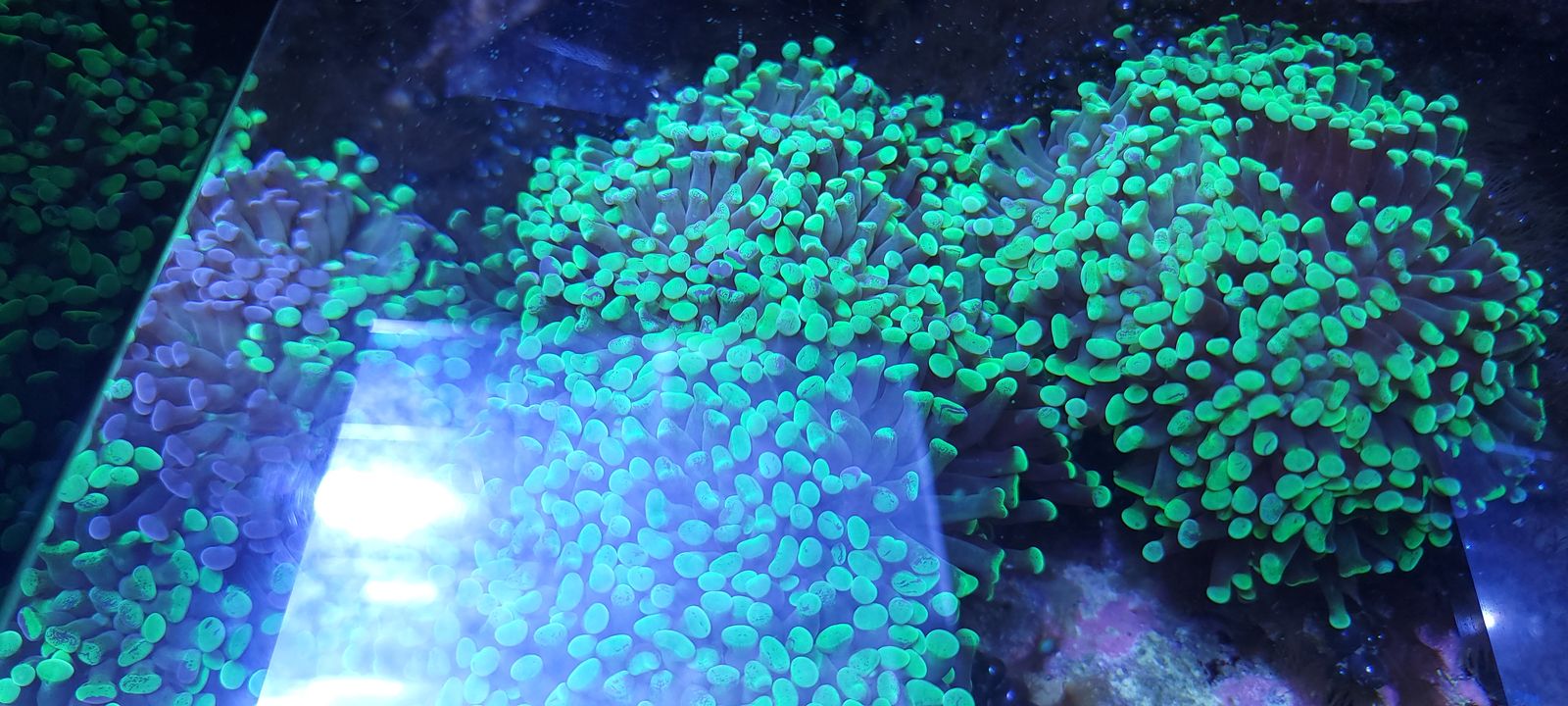 Neon Hammer Coral Colonies