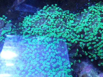 Neon Hammer Coral Colonies