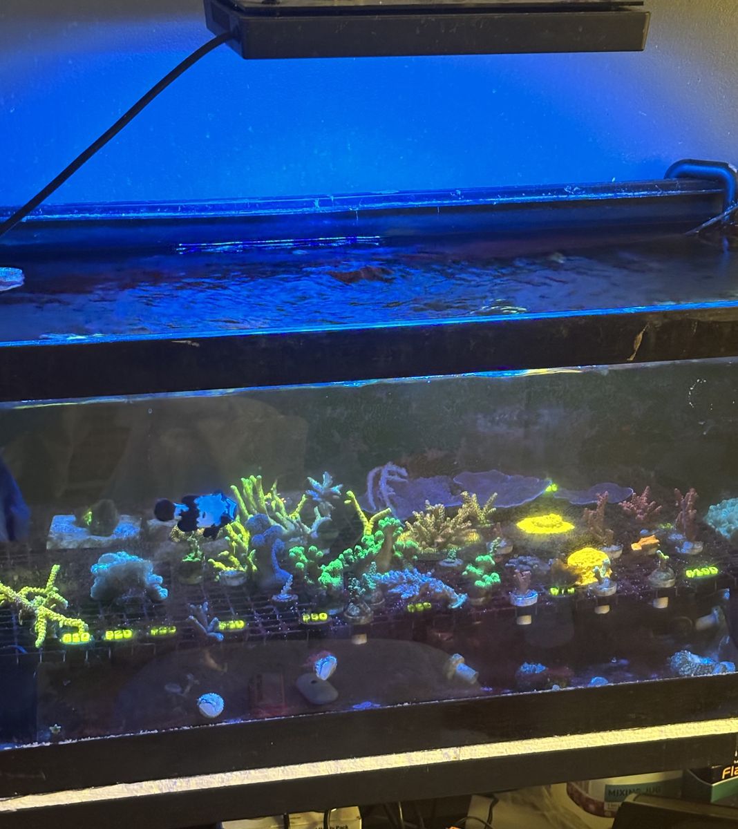 Coral frags great prices